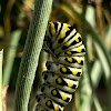 Eastern black swallowtail