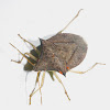 Stink Bug