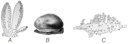 Phylum I. Porifera - The Sponges