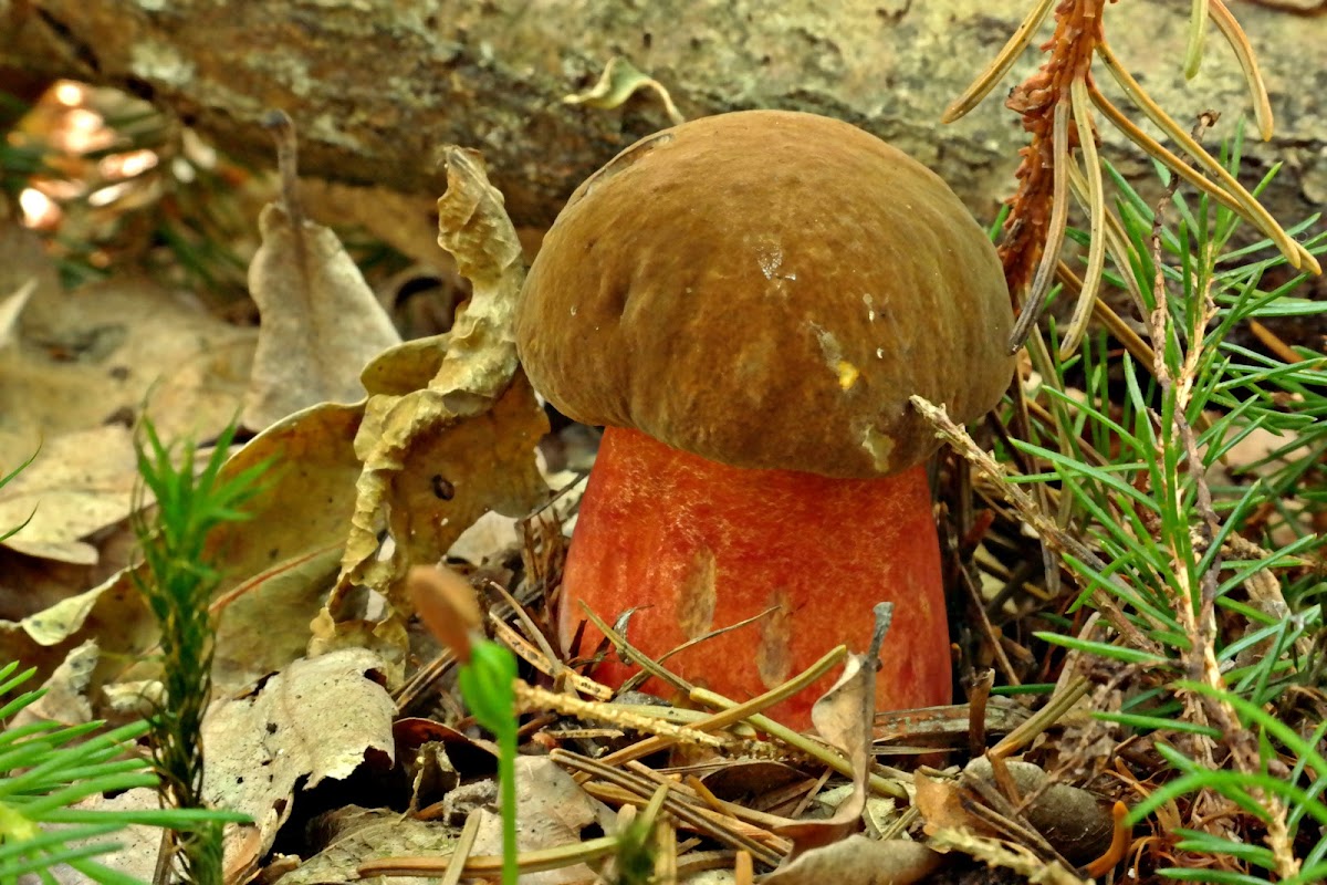 Dotted stem bolete