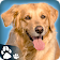 PetDog Game icon