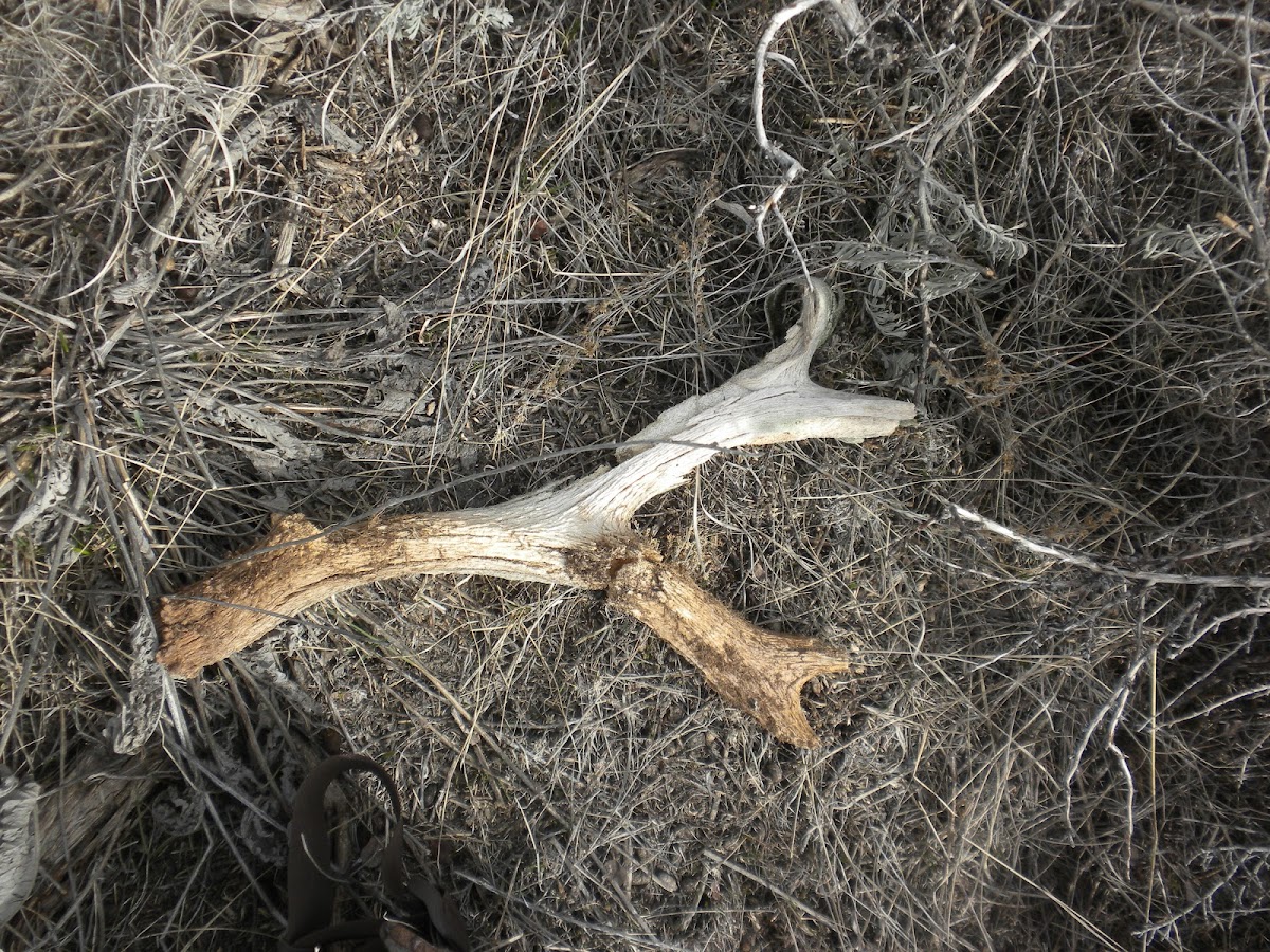 Deer Antler