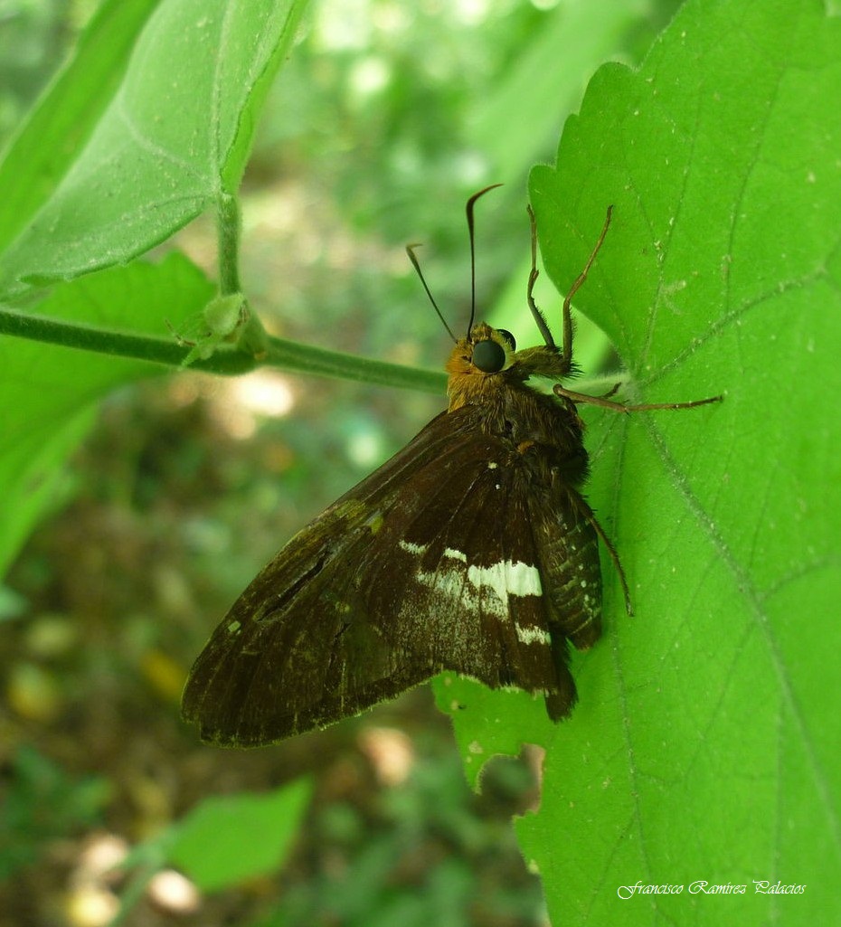 Silver-Spotted Skipper