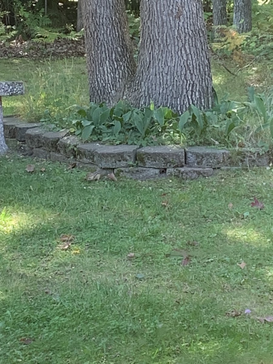 Eastern chipmunk