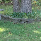 Eastern chipmunk