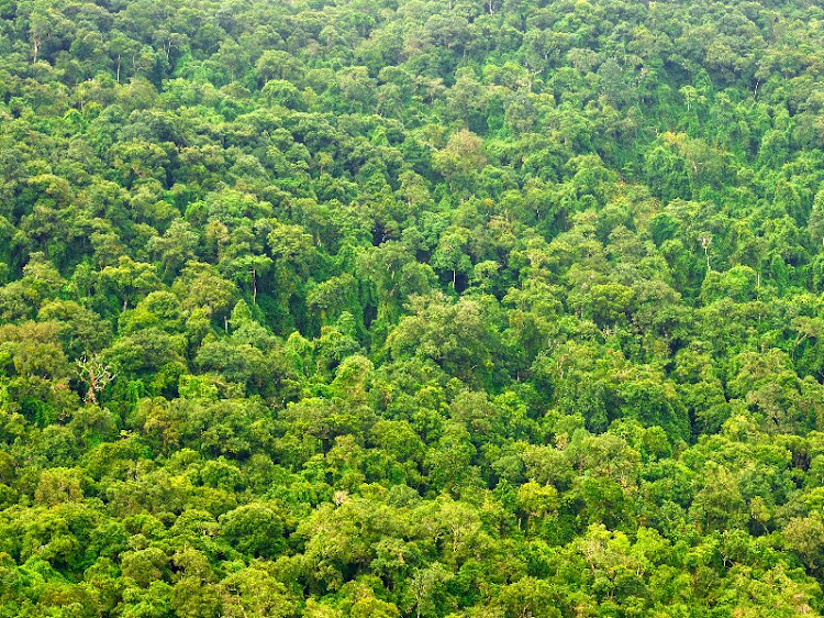 Nemus — whose slogan is “Treasure the forest” — sells NFTs it says are a digital representation of real pieces of land in the Brazilian Amazon.