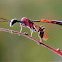 Carrot wasp