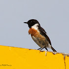 Common Stonechat