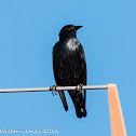 Spotless Starling; Estornino Negro