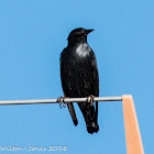 Spotless Starling; Estornino Negro