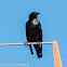 Spotless Starling; Estornino Negro