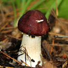 King Stropharia