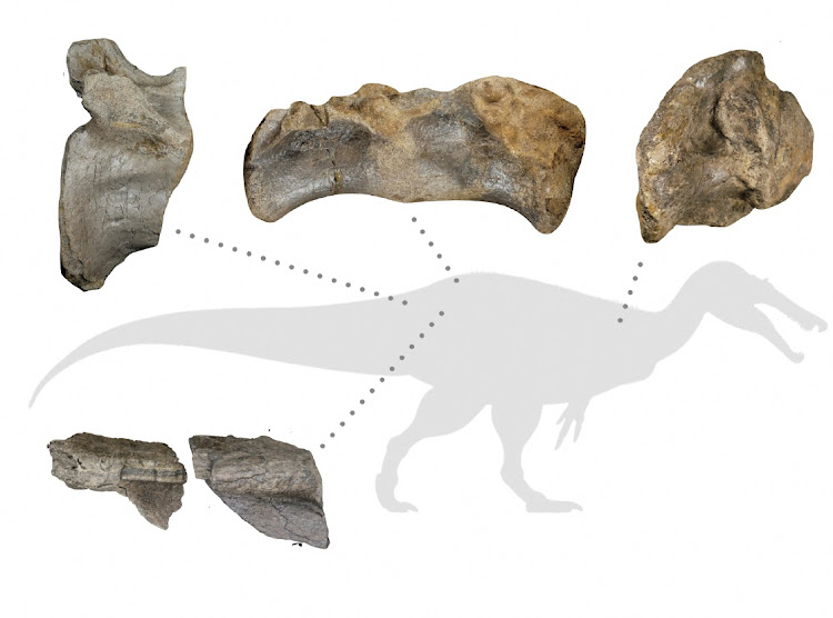 A diagram shows fossil remains of a meat-eating dinosaur dubbed the "White Rock spinosaurid," dating from about 125 million years ago during the Cretaceous Period, unearthed on EnglandÕs Isle of Wight.