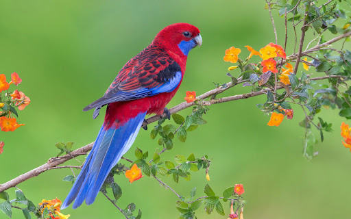 Vibrant Parrot Perched on a Colorful Branch screenshot 2