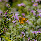 Orange Sulphur