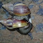 Giant African Land Snail