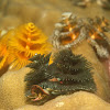 Christmas Tree Worm