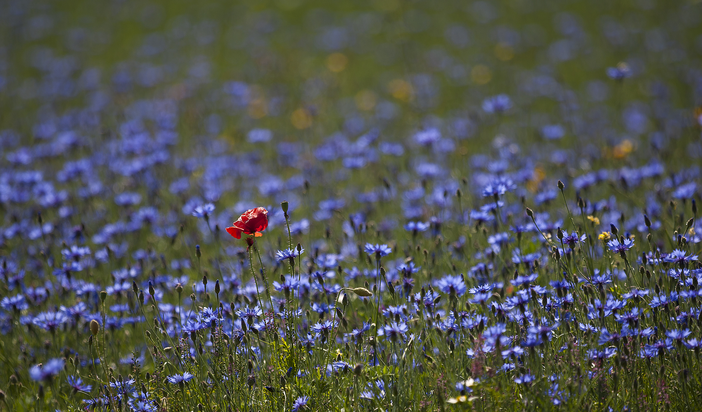 Un fiore rosso in un mare di fiori blu di iam_paola