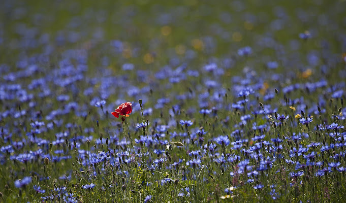 Un fiore rosso in un mare di fiori blu di iam_paola