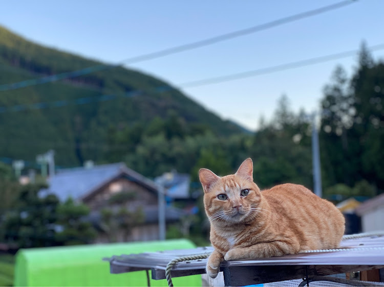 Eクラス ステーションワゴンの秋の気配・屋上駐車場・買い物・猫に癒された人いいねお願いしますw・風景に癒されるに関するカスタム事例の投稿画像4枚目