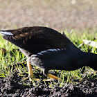 Moorhen