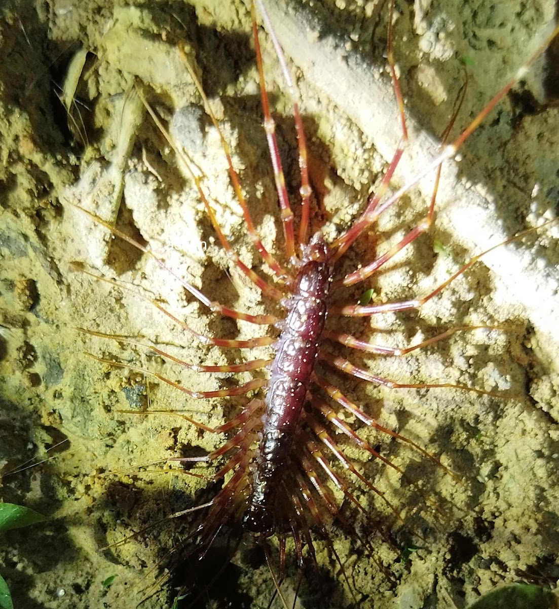 Long-legged Centipede