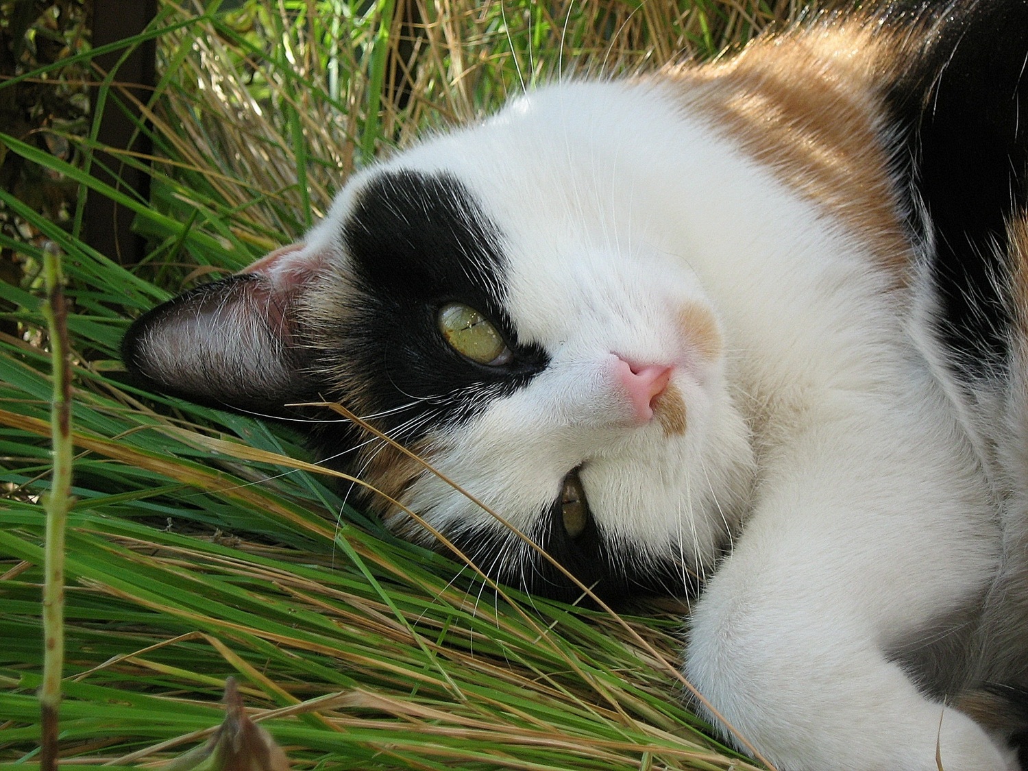 il gatto del vicino di Carmelo Baglivo