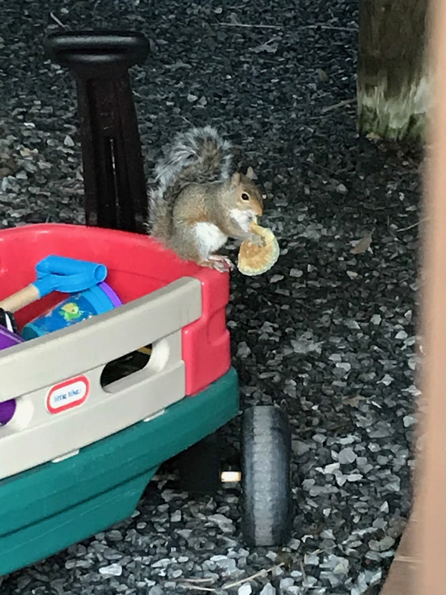 Eastern Gray squirrel