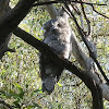 Tawny Frogmouth