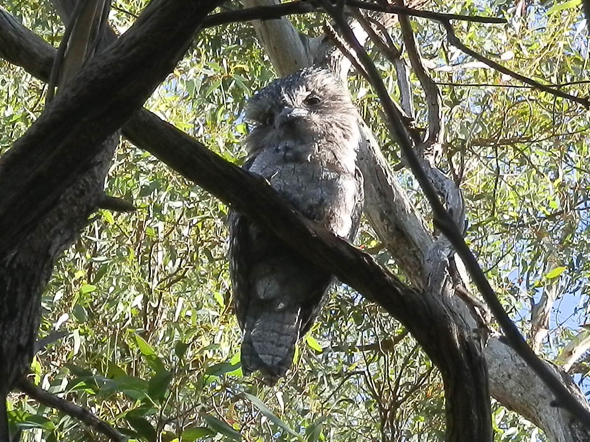 Tawny Frogmouth