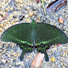 Paris Peacock