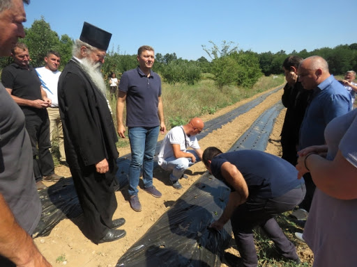 Šabac pomogao sedam srspkih porodica na Kosovu da zasade jagode (VIDEO)