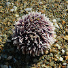 Purple sea urchin (μωβ αχινός)