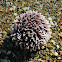 Purple sea urchin (μωβ αχινός)