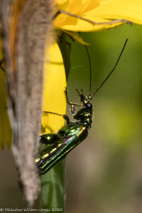 Thick-legged Flower Beetle