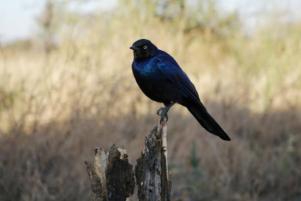 Blu natura di Alessandro Pezzo