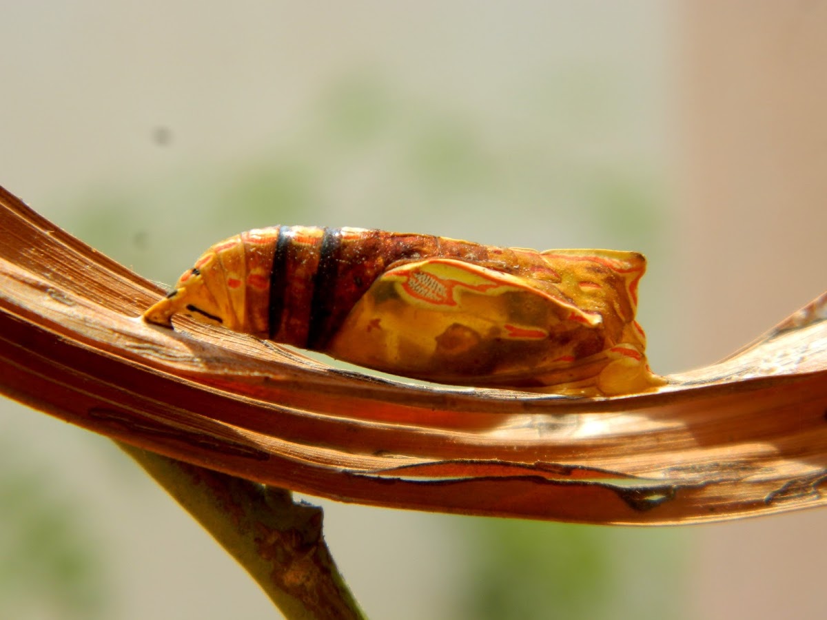 Pupa