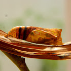 Pupa