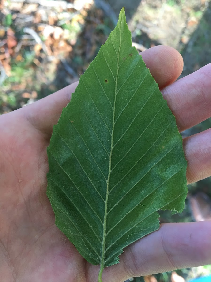 American beech