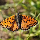 Spotted fritillary