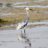 Snowy Egret/Tricolored Heron hybrid