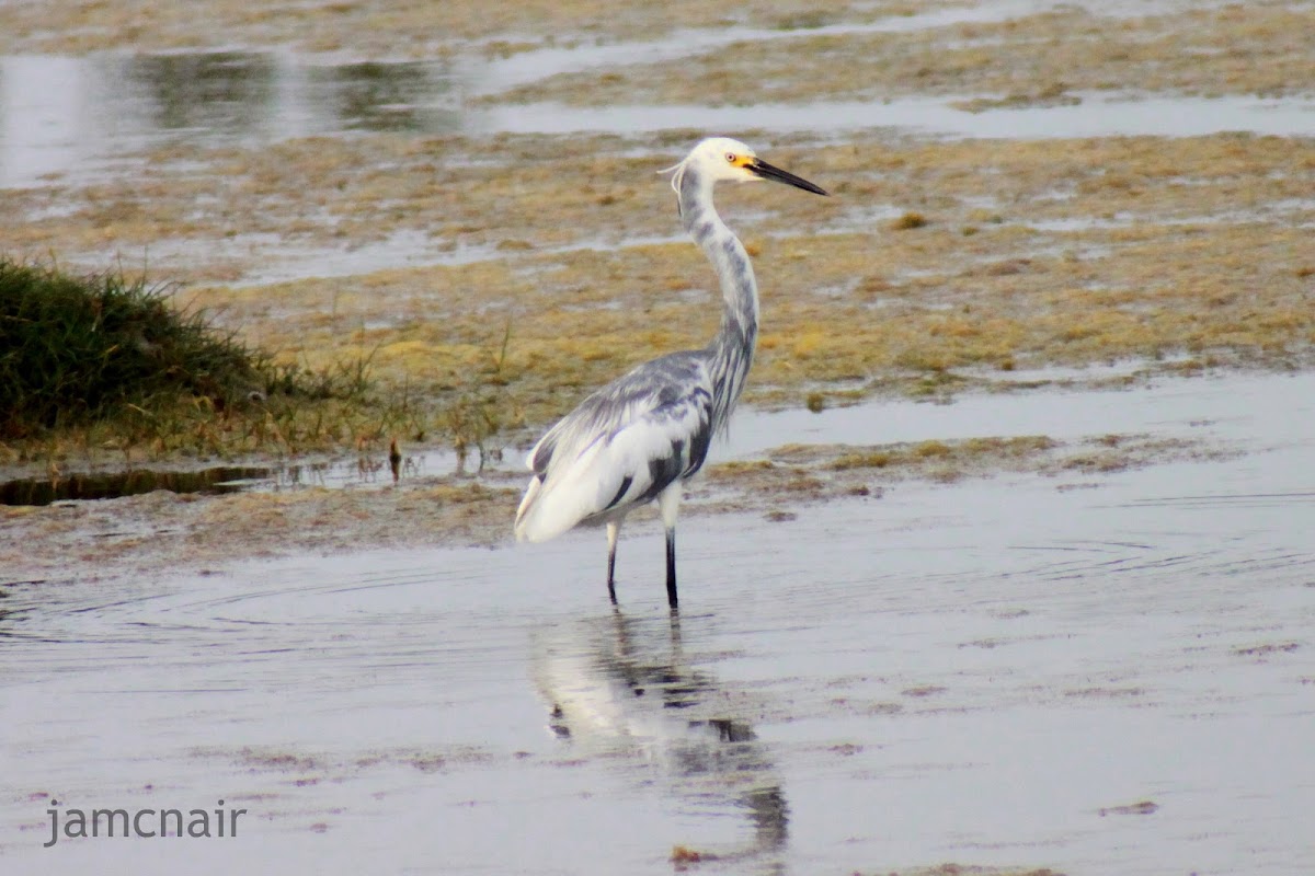 Snowy Egret/Tricolored Heron hybrid