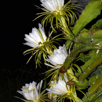 I sei fiori bocca di leone di 