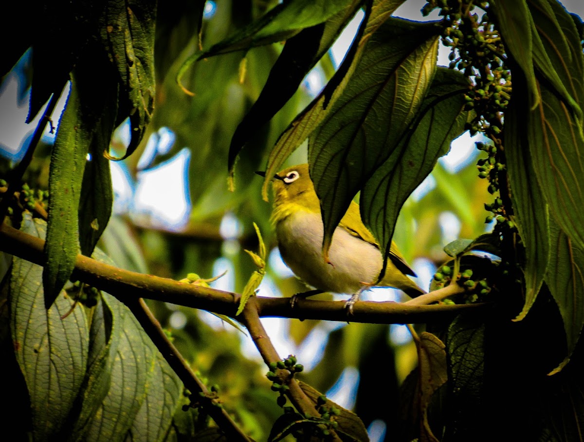 Oriental White Eye