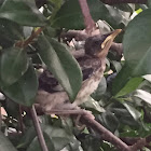 Northern Mockingbird fledgling