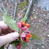 American Strawberry Bush