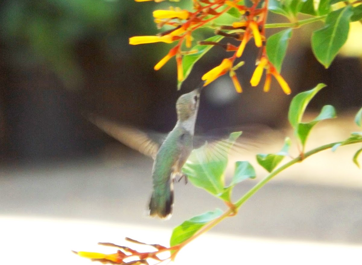 Black-chinned Hummingbirds