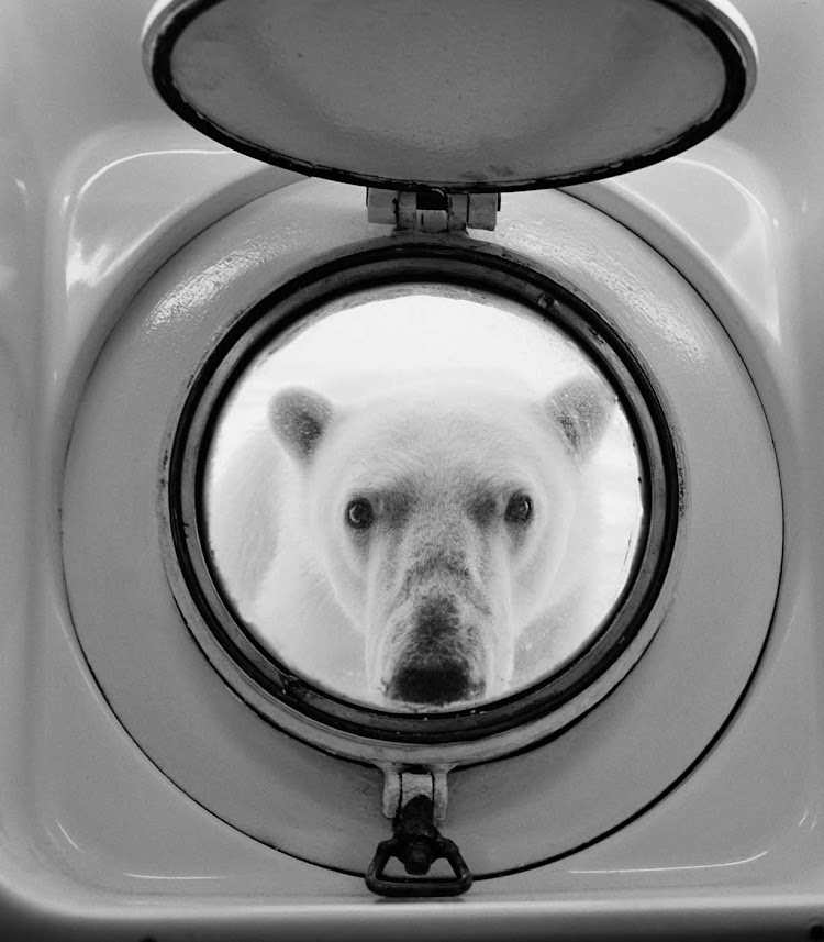 An extra-curious polar bear comes right up to a porthole during a Lindblad Expeditions trip to the Arctic.