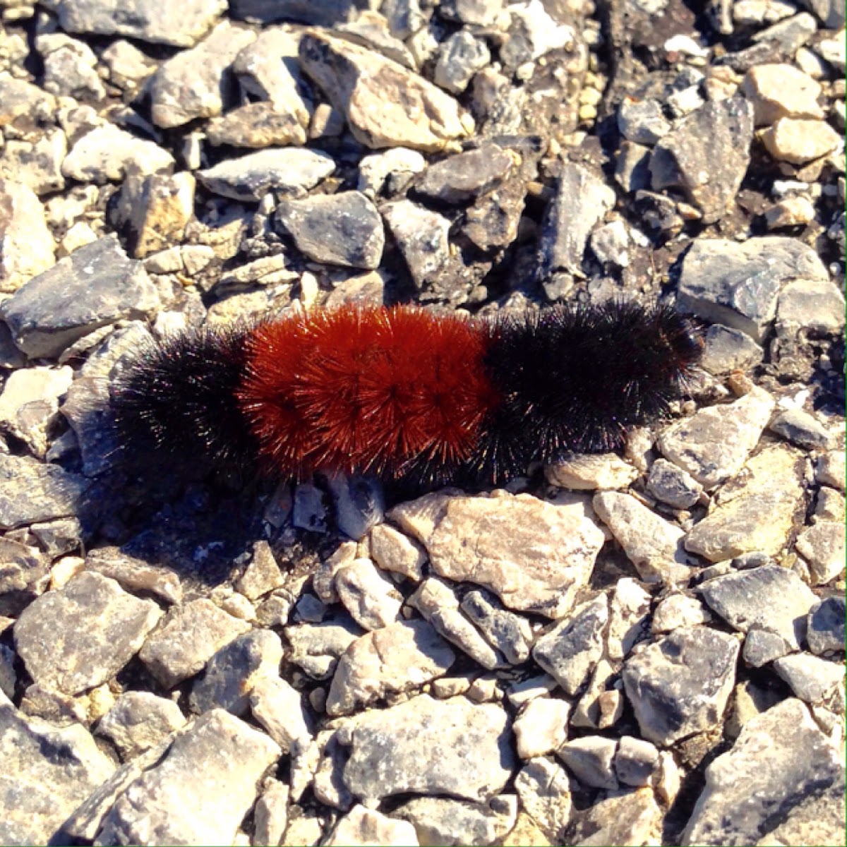 Banded Woollybear Caterpillar