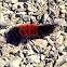 Banded Woollybear Caterpillar